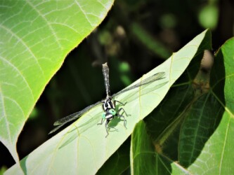 コサナエのオスか?