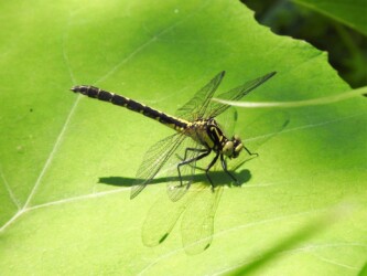 コサナエのメスか?