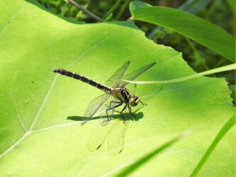 コサナエのメスか?
