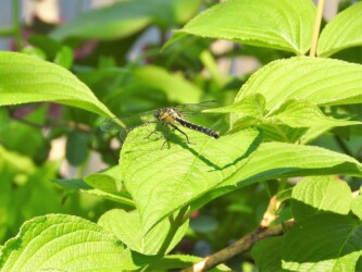 コサナエのメスか?