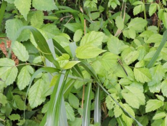 コサナエのメスか?