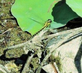 卵塊を打空するメス