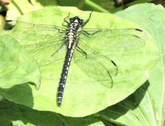 タビドサナエかな?