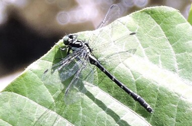 タビドサナエかな?