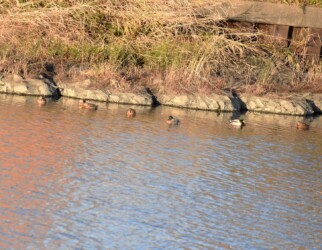 マガモの群れに入っている雑種ガモ