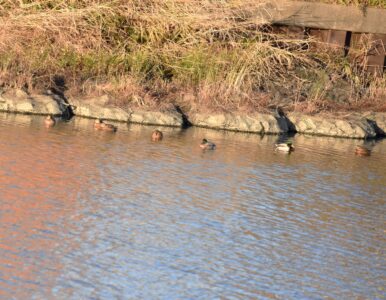 マガモの群れに入っている雑種ガモ