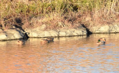 マガモの群れに入っている雑種ガモ