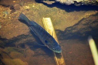 永和の沼のブルーギル