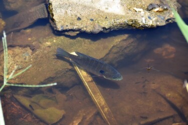 永和の沼のブルーギル