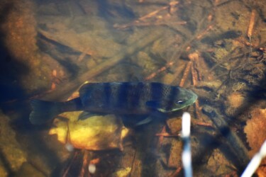 永和の沼のブルーギル