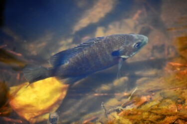 永和の沼のブルーギル