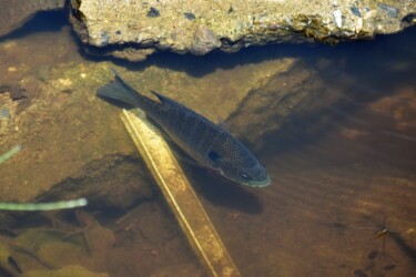 永和の沼のブルーギル