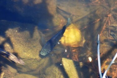 永和の沼のブルーギル