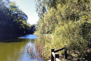 いわき丹後沢のブルーギル 写真提供K.Hさん