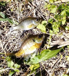 いわき丹後沢のブルーギル 写真提供K.Hさん