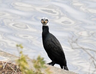 フェイスブックに投稿したカワウの顔写真