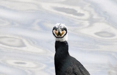 フェイスブックに投稿したカワウの顔写真