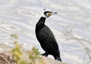 フェイスブックに投稿したカワウの顔写真