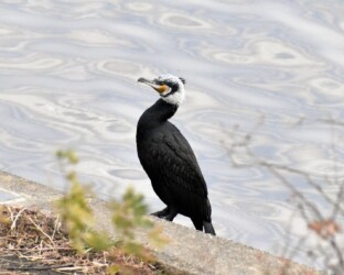 フェイスブックに投稿したカワウの顔写真