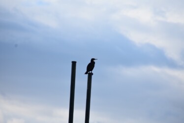 高いところが好き