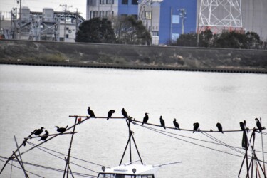 個体距離をとるカワウ