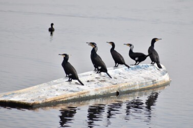 個体距離をとるカワウ