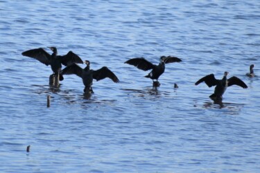 羽を乾かすカワウ