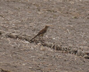 タヒバリのいろいろ