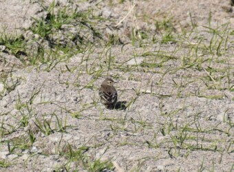 タヒバリのいろいろ