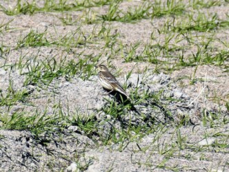 タヒバリのいろいろ