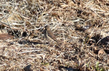 タヒバリのいろいろ