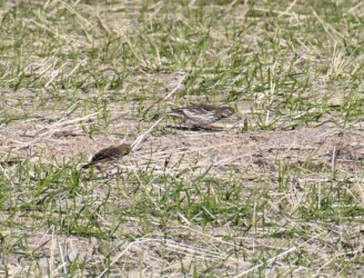 タヒバリのいろいろ