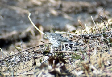 タヒバリのいろいろ