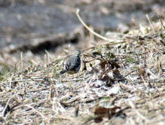 タヒバリのいろいろ