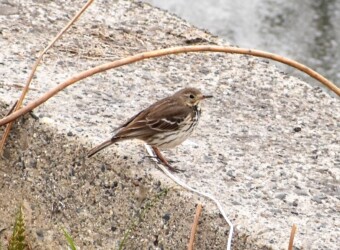 タヒバリのいろいろ