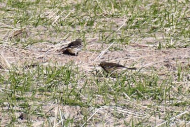 タヒバリのいろいろ