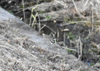 飛翔中のタヒバリ