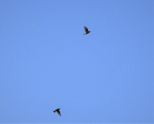 飛翔中のタヒバリ