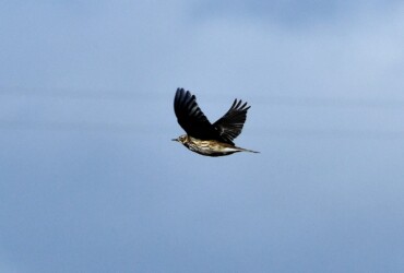 飛翔中のタヒバリ
