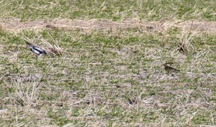 ハクセキレイとタヒバリ