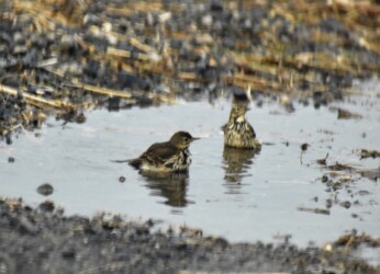 水浴びするタヒバリ(ボケているけど)