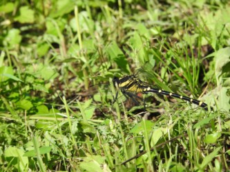 原崎沼のコオニヤンマ 頭の突起でわかる