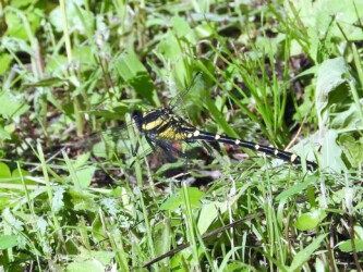 原崎沼のコオニヤンマ 頭の突起でわかる