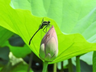 原崎沼のコオニヤンマ