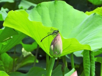 原崎沼のコオニヤンマ