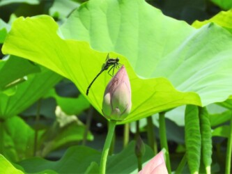 原崎沼のコオニヤンマ