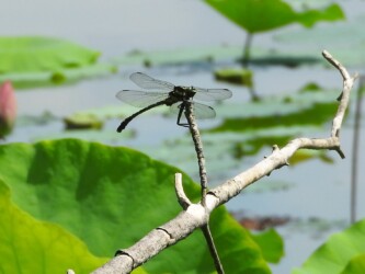 原崎沼のコオニヤンマ