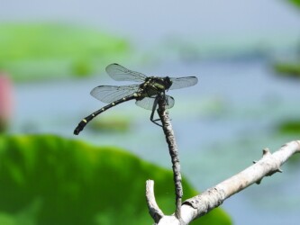 原崎沼のコオニヤンマ