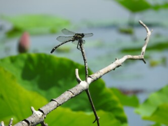 原崎沼のコオニヤンマ