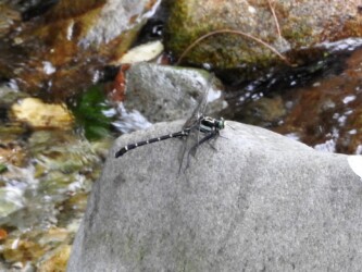 谷川で見かけたコオニヤンマ?